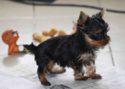 yorkshire terrier