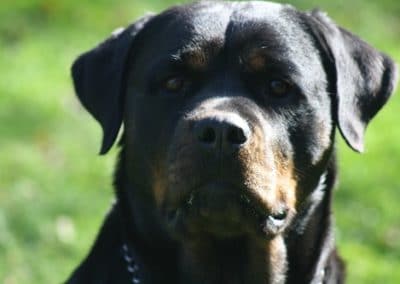 Rott