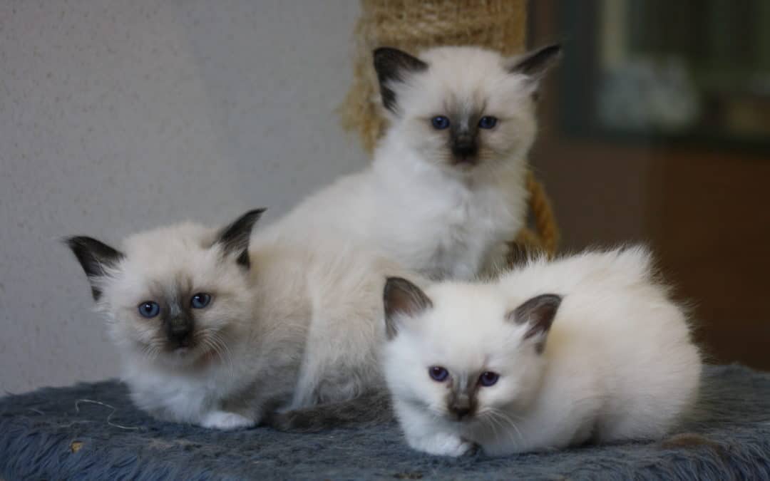 Naissance de 3 chatons Sacré de Birmanie