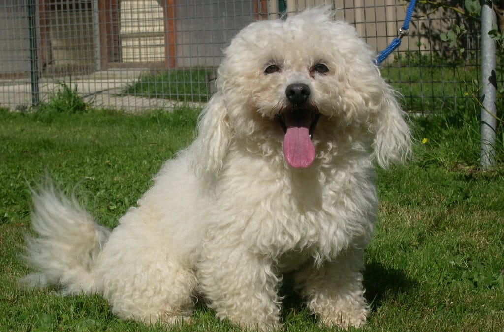 Petit Bichon Frisé 10 ans cherche une famille