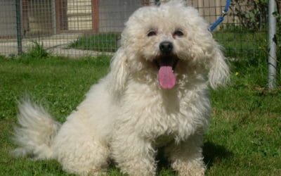 Petit Bichon Frisé 10 ans cherche une famille