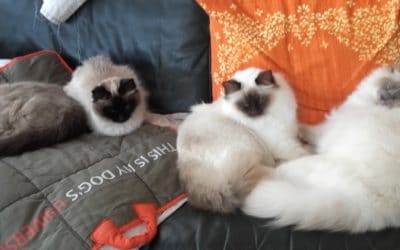 Naissance de 4 chatons Sacré de Birmanie