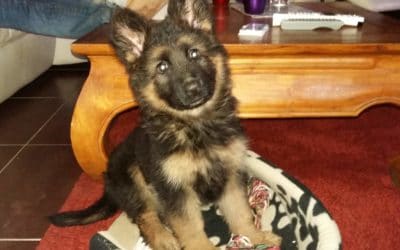 FUTURS CHIOTS A VENIR