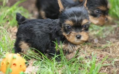 Naissance femelle Yorkshire Terrier
