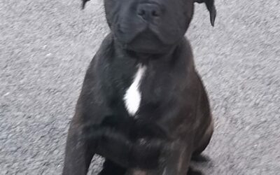 STAFFIE