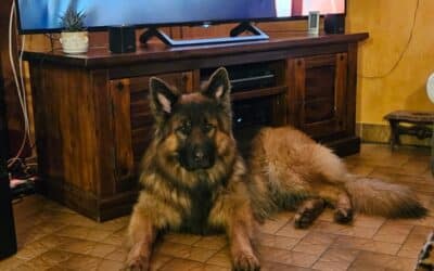 Chiots Berger Allemand à poils Longs 950€